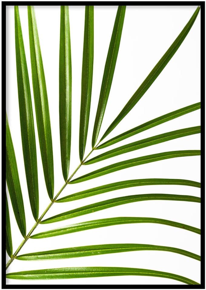 Poster Palm Blad- 30x40cm met Fotolijst – Natuur Poster – Ingelijst