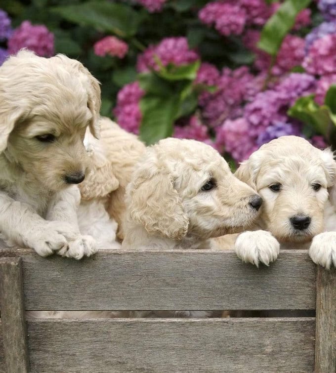 Fotobehang - Labrador Puppies 225x250cm - Vliesbehang