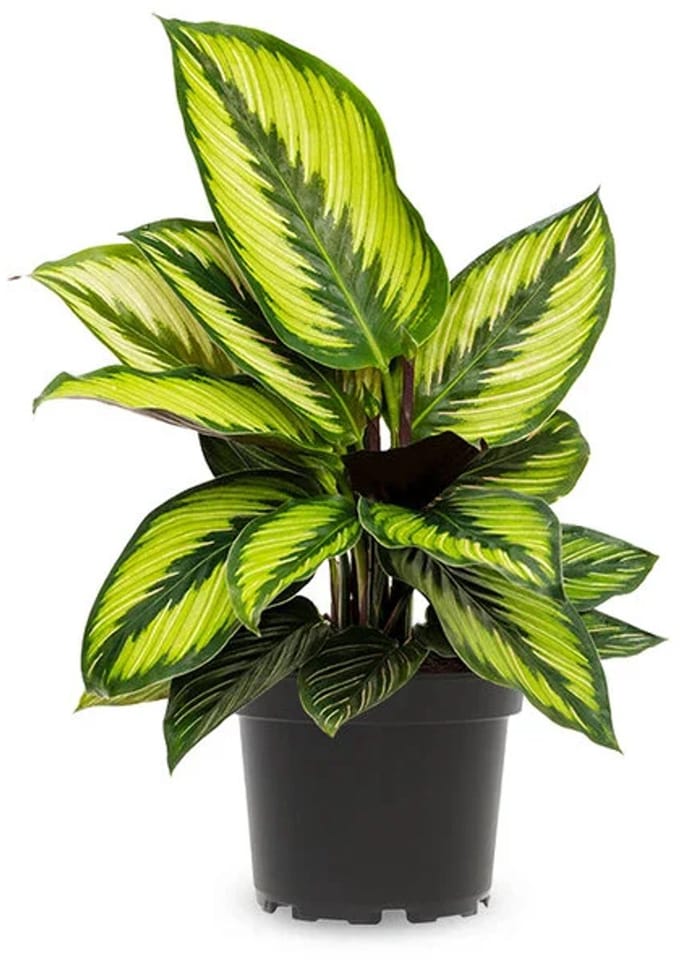 JUNAVERA Calathea Beauty Star | In 12 cm pot