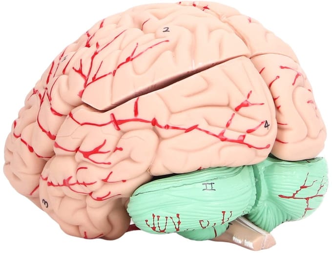 Allecto - Hersenmodel - Kinderen - Anatomisch Breinmodel - Afneembaar - Educatief Speelgoed - Neurowetenschappen - Voor Schoolprojecten - 3D