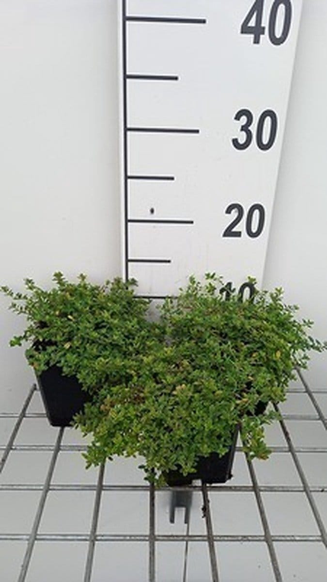6x Citroentijm - Thymus citr. 'Aureus' | 9x9 cm pot