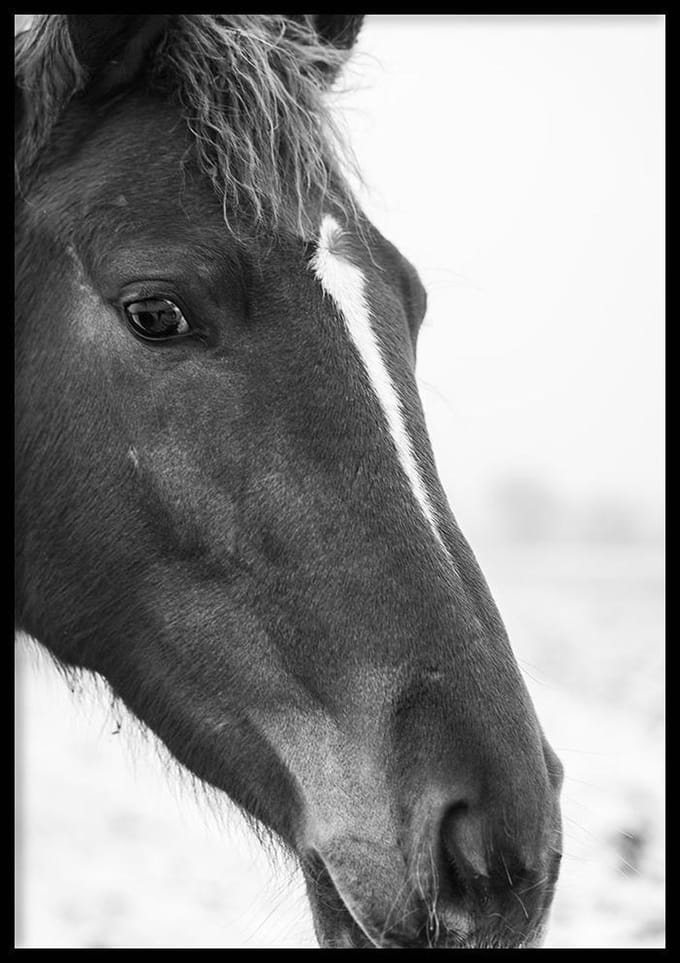 Poster Horse (Zwart-Wit) - 30x40 cm - Natuur Poster - WALLLL