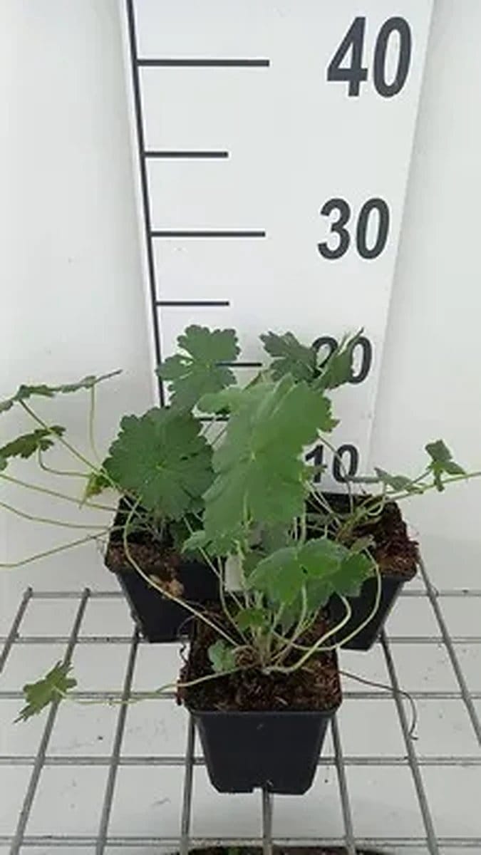 6x Ooievaarsbek - Geranium hybr. 'Dreamland'® | 9x9 cm pot