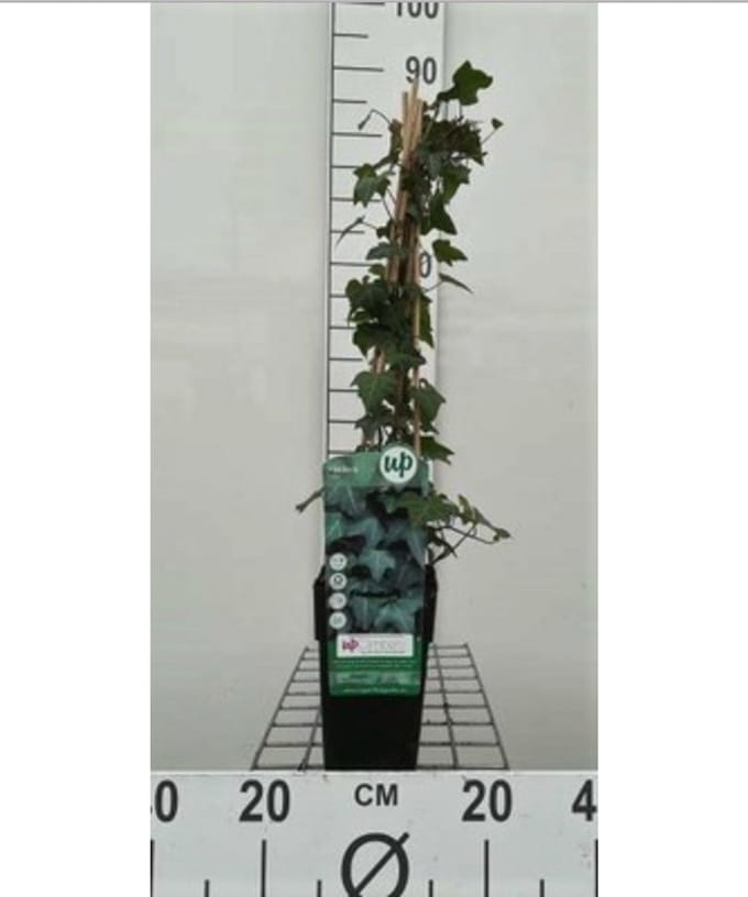 Hedera helix - Gewone Klimop50-60 cm | pot