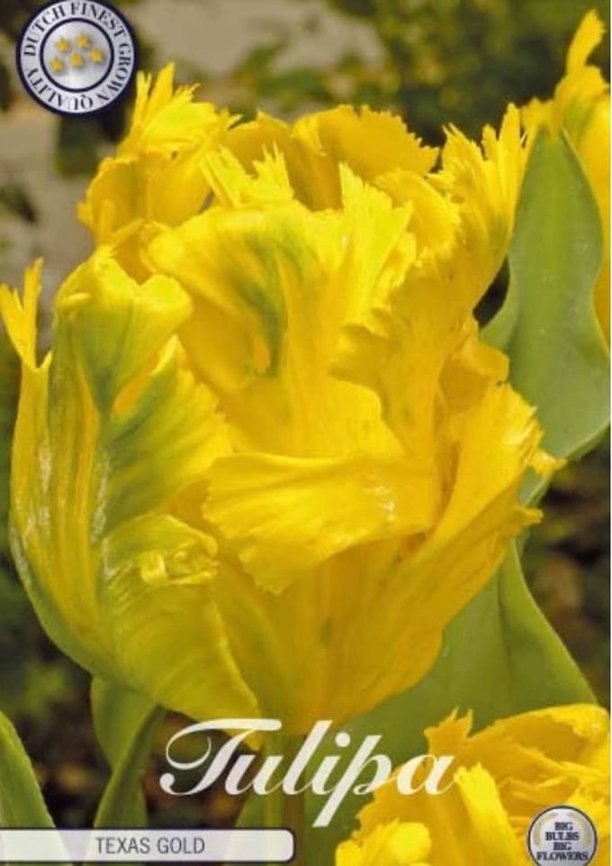 Texas Gold Parrot Tulpenbollen 7 stuks bolmaat 12+