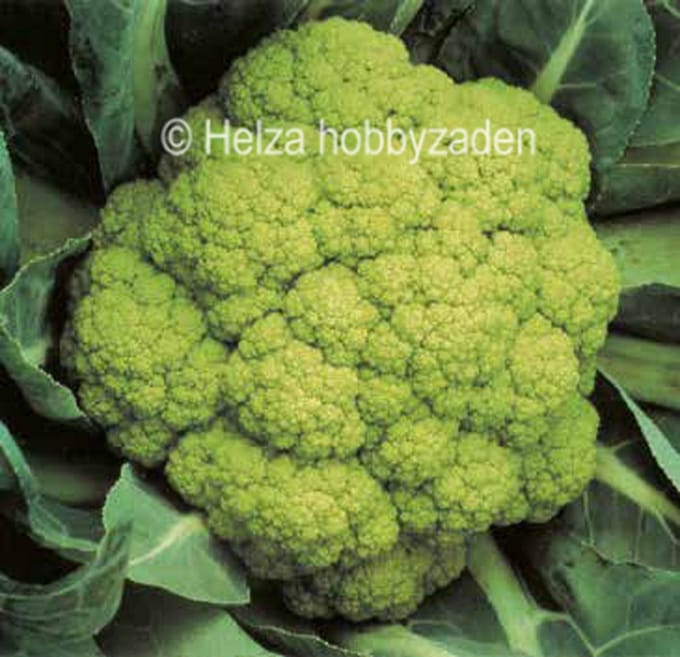 Bloemkool Susana F1 ca 25 zaden