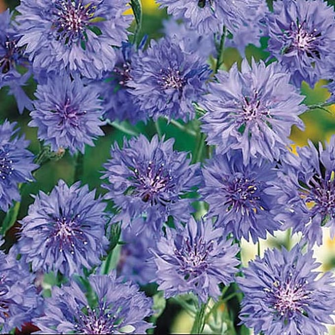 Korenbloem zaden - Korenbloem Blue Ball