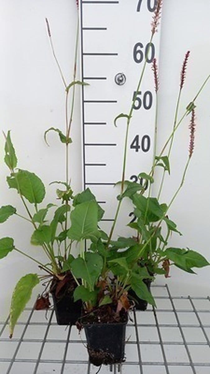 6x Duizenknoop - Persicaria ampl. 'Rowden Gem' | 9x9 cm pot