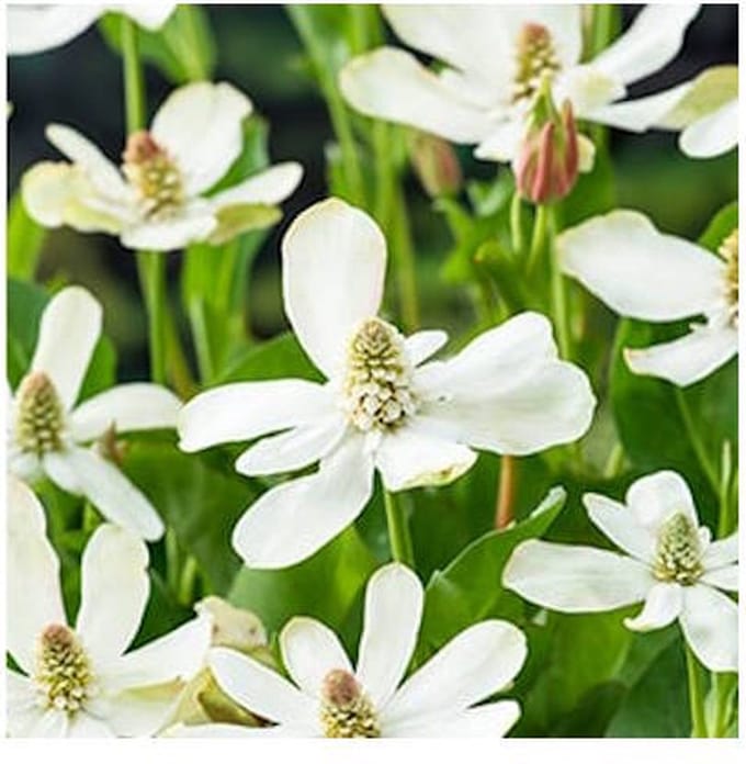 Moerings Anemopsis Californica | Water anemoon | In 9CM pot