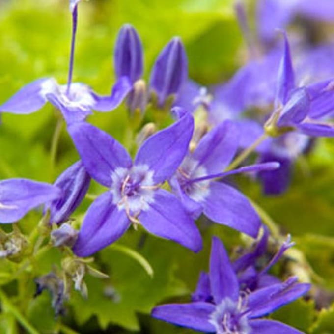 6 x Campanula Garganica  - Klokje pot 9x9cm