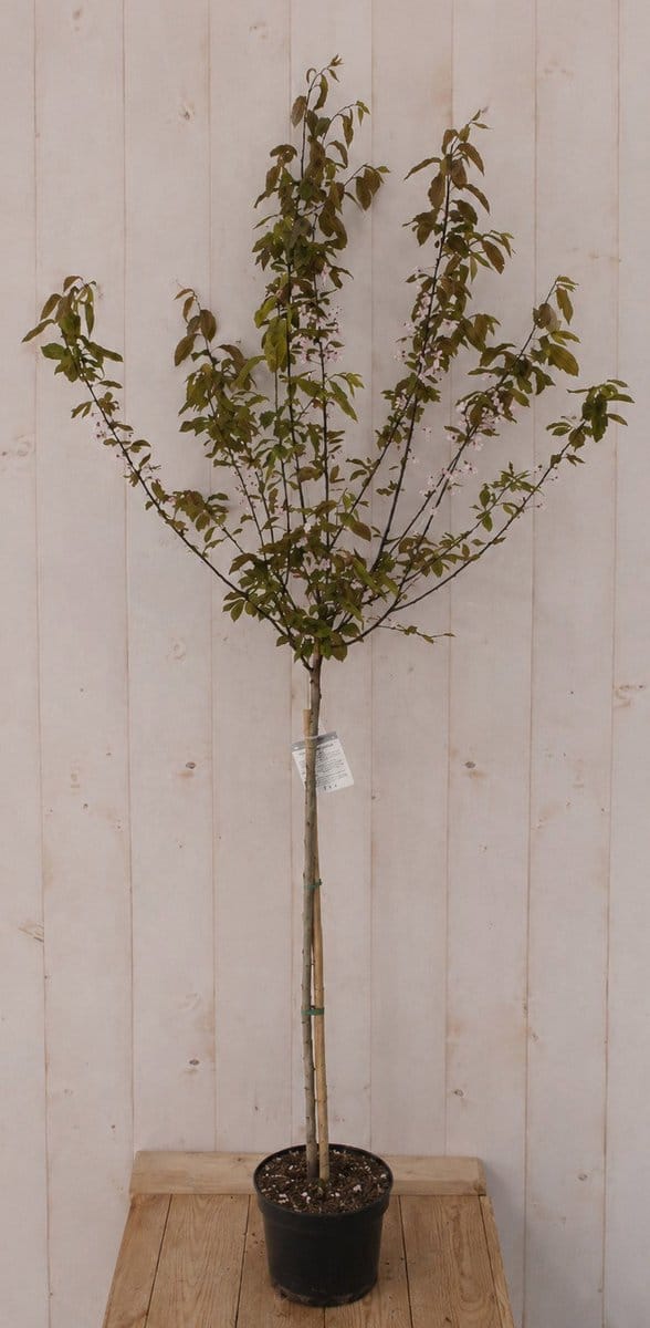 Prunus Cerasifera Kerspruim 'Nigra' 190 cm Warentuin Natuurlijk