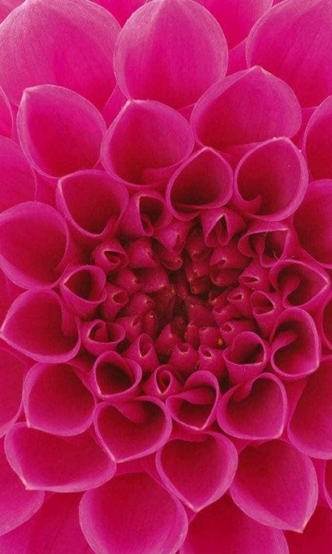 Fotobehang - Pink Dahlia 150x250cm - Vliesbehang