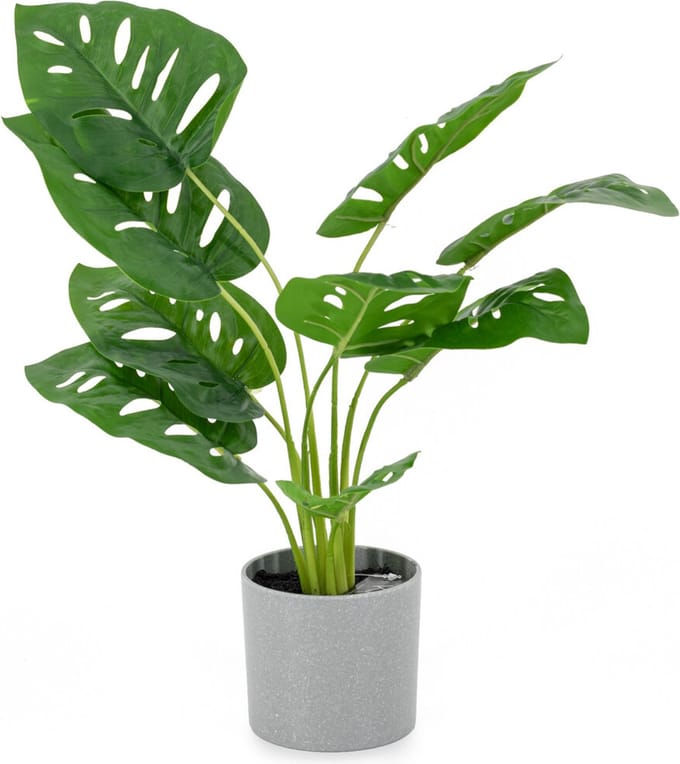 Monstera in pot