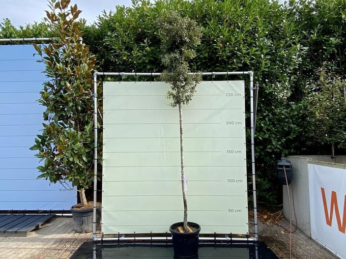 Steeneik - Quercus Ilex - Winterhard - Pot ⌀ 32cm - Hoogte  ca. 300cm