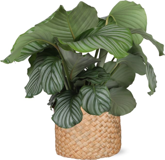 Calathea Orbifolia Ø21cm - 70cm in Albury NATURAL mand