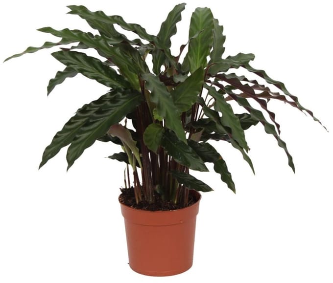 Calathea Elgergrass - 40 cm - Ø12cm