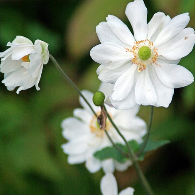 12× Anemone ‘Whirlwind’ – Witte Herfstanemoon – Winterhard – P9 Potmaat