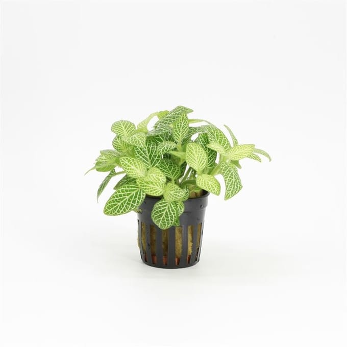 Moerings Fittonia Wit in 5 cm pot