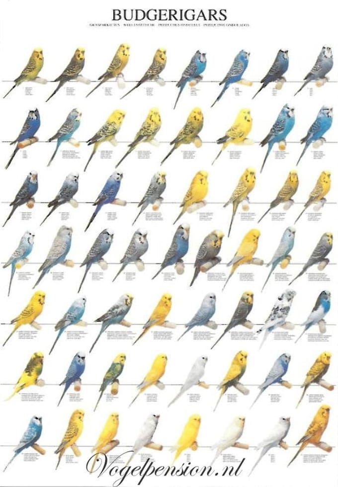 Vogelposter parkieten / grasparkieten gelamineerd - Vogelposters - Benodigdheden