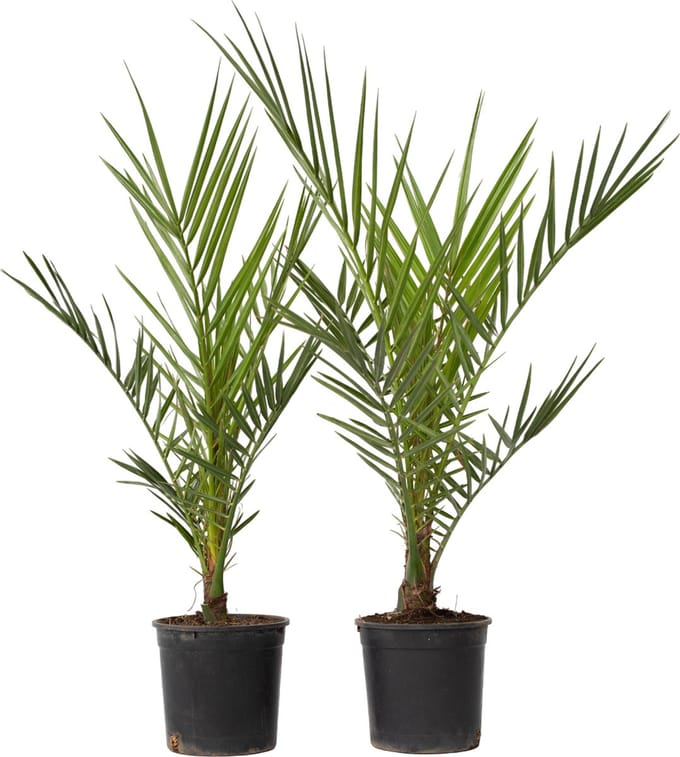 Plant in a Box - Phoenix Canariensis - Set van 2 - Canarische Dadelpalm - Pot 15cm - Hoogte 50-60cm