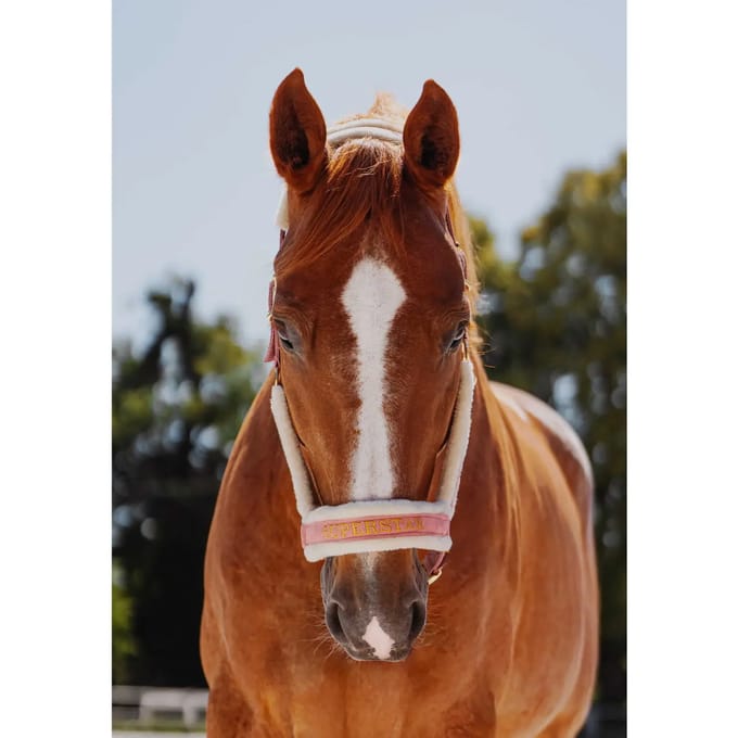 Bont halster voor paard JD Attack Halter Superstar