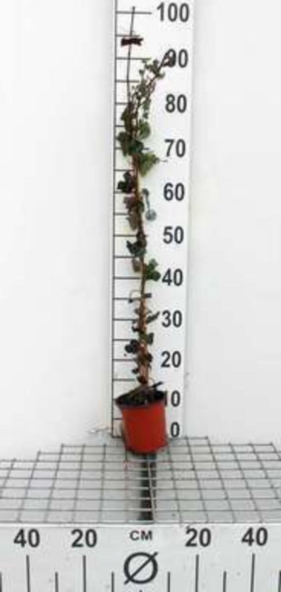 Hedera helix - Gewone Klimop80-100 cm | pot