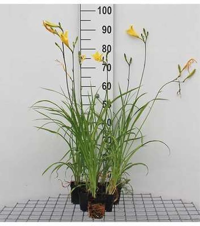 6x Daglelie - Hemerocallis citrina | 9x9 cm pot