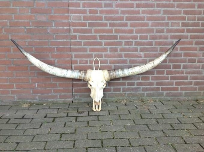 Longhoorn echt Medium