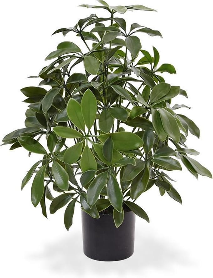 Schefflera kunstplant 50cm - UV bestendig