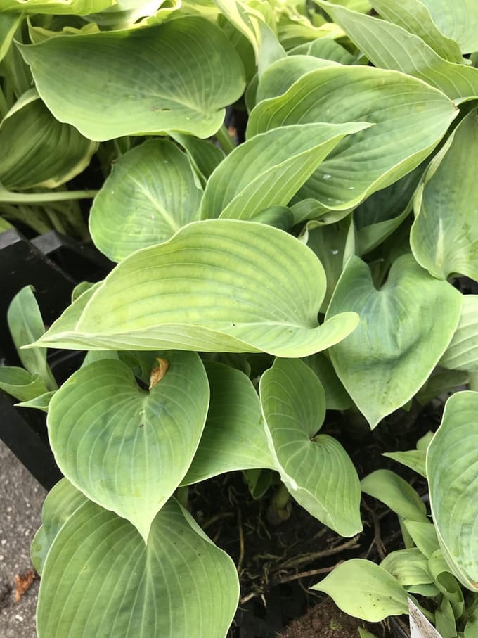 6 x Hosta 'Hadspen Blue' (Klein) - Hartlelie - P9 Pot (9 x 9cm) - Dima Vaste Planten