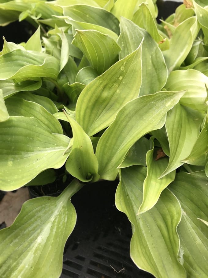 6 x Hosta 'Sparkling Burgundy' (Klein) - Hartlelie - P9 Pot (9 x 9cm) - Dima Vaste Planten