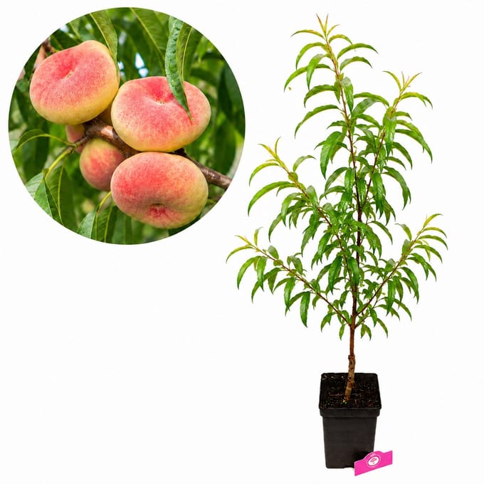 Prunus persica 'Saturne' Perzikboom, Platte perzik, hoogte 80-100cm, 5 liter pot