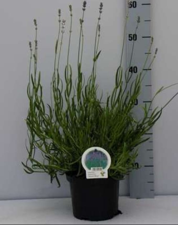 2 x Lavandula ang. 'Dwarf Blue' - Lavendel In pot 2 liter