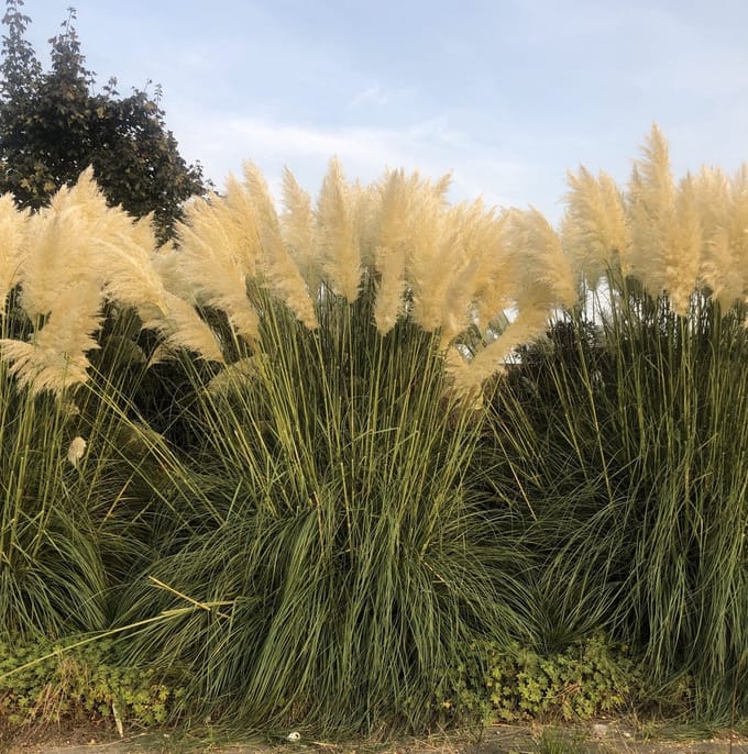 6x Pampasgras - Cortaderia Selloana | 9x9 cm pot