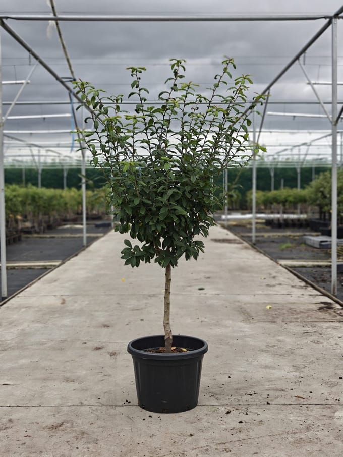 Mespilus germanicus 'Boom & Vrucht' - Oude Mispelboom - Onderstam Kwee A - 45L pot - ca. 2m