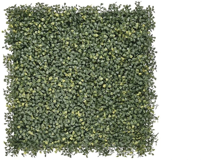 Emma Buxus