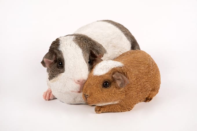 Hamac Cavia's Tuinbeeld - 24 x 17,6 x 10,6 cm - Multikleur
