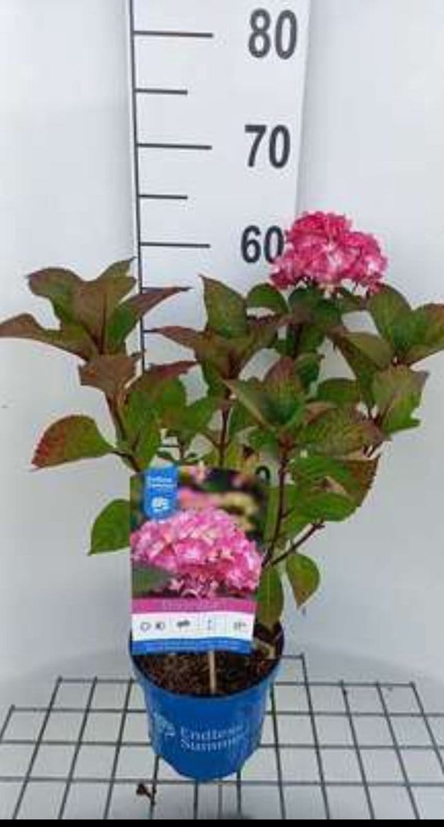 2 x Hydrangea macr. 'Endless Summer Bloomstar Pink' - Hortensia 25- 30 cm in pot