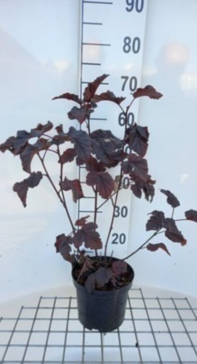 2 x Physocarpus opulif. 'Midnight'® - Blaasspirea 40- 60 cm in pot