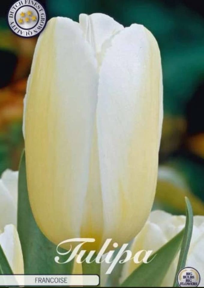 Dutch Finest Quality bloembollen - Tulpen Tulp Triumph Francoise x10 12/+s