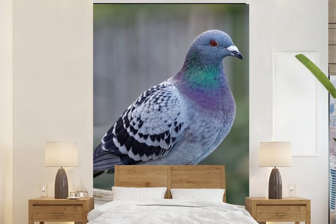 Behang - Fotobehang Duif - Vogel - Paars - Veren - Breedte 145 cm x hoogte 220 cm
