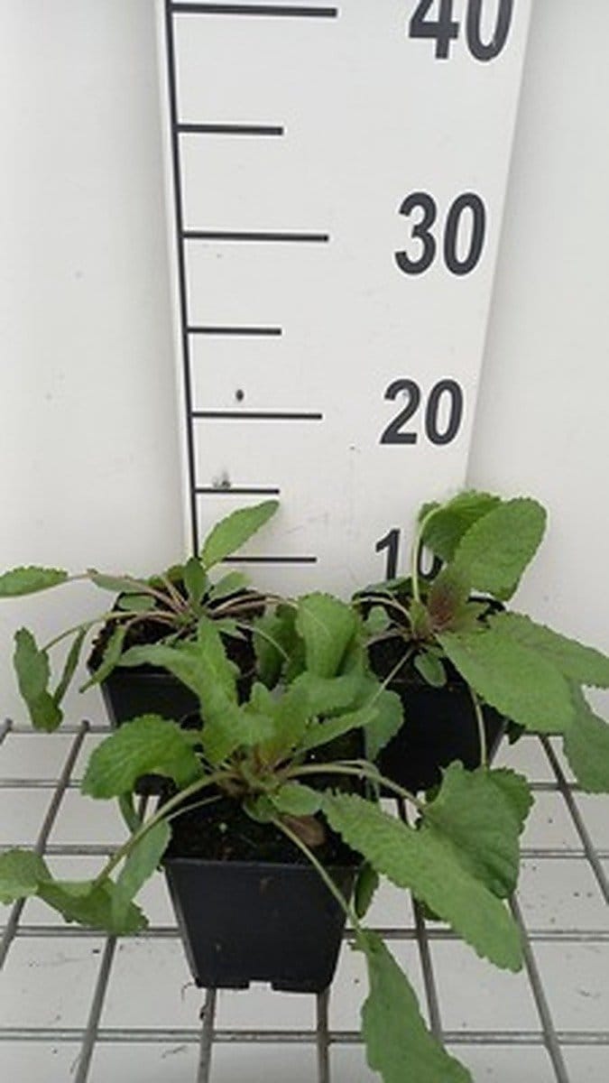6x Veldsalie - Salvia prat. 'Twilight Serenade' | 9x9 cm pot