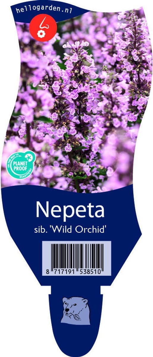 Griffioen - Nepeta sib. 'Wild Orchid'
