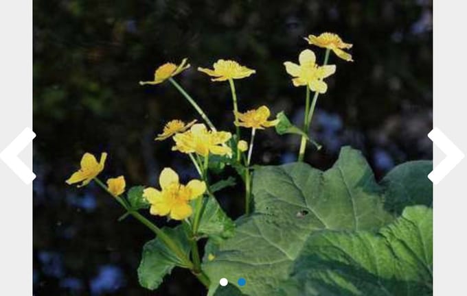 6 x Caltha palustris - DOTTERBLOEM - pot 9 x 9 cm