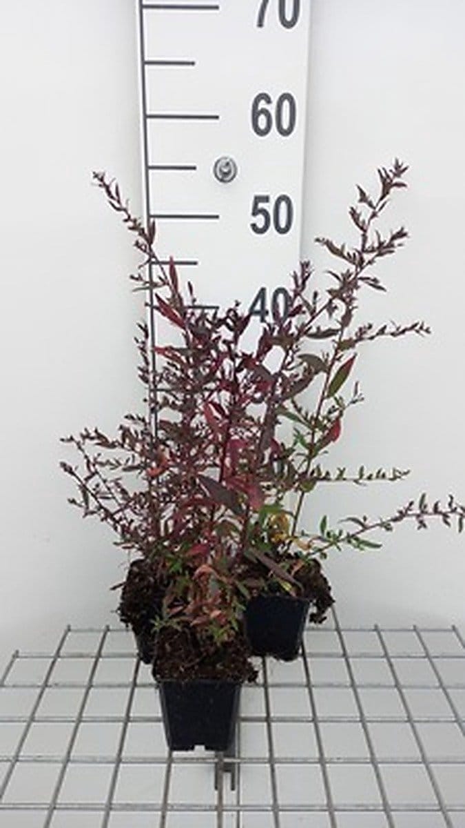 6x Aster - Aster lateriflorus 'Lady | Black' | Black' - Aster | 9x9 cm pot