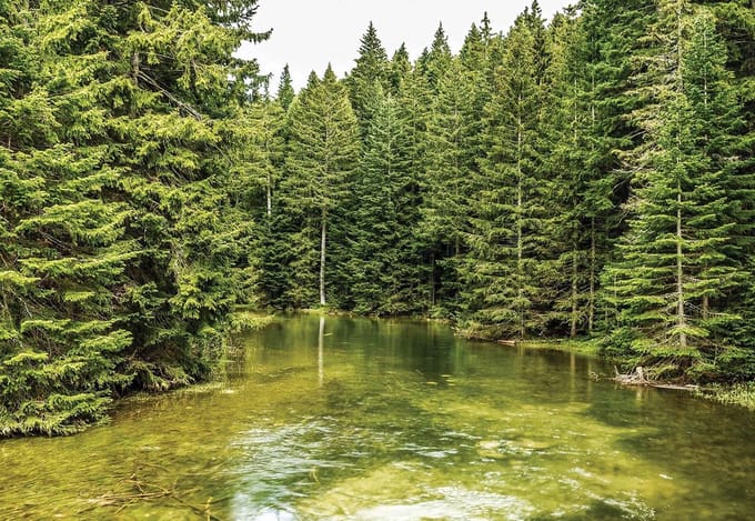 Fotobehang River Forest Nature | XL - 208cm x 146cm | 130g/m2 Vlies
