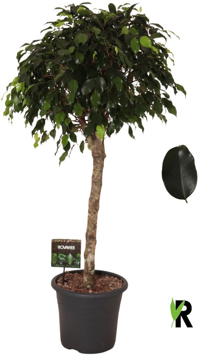 Ficus Benjamin Danielle op stam 140 cm - Kamerplant - Potmaat Ø32 cm