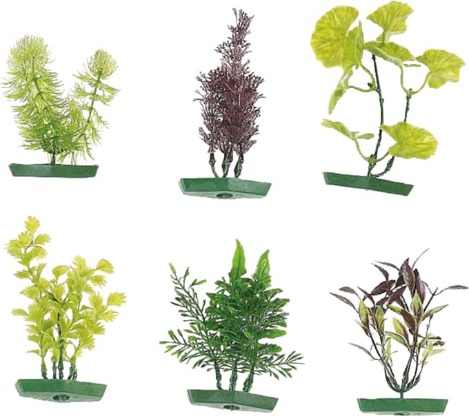 Flamingo - Aquarium plant assortiment - Willekeurig - 10 cm