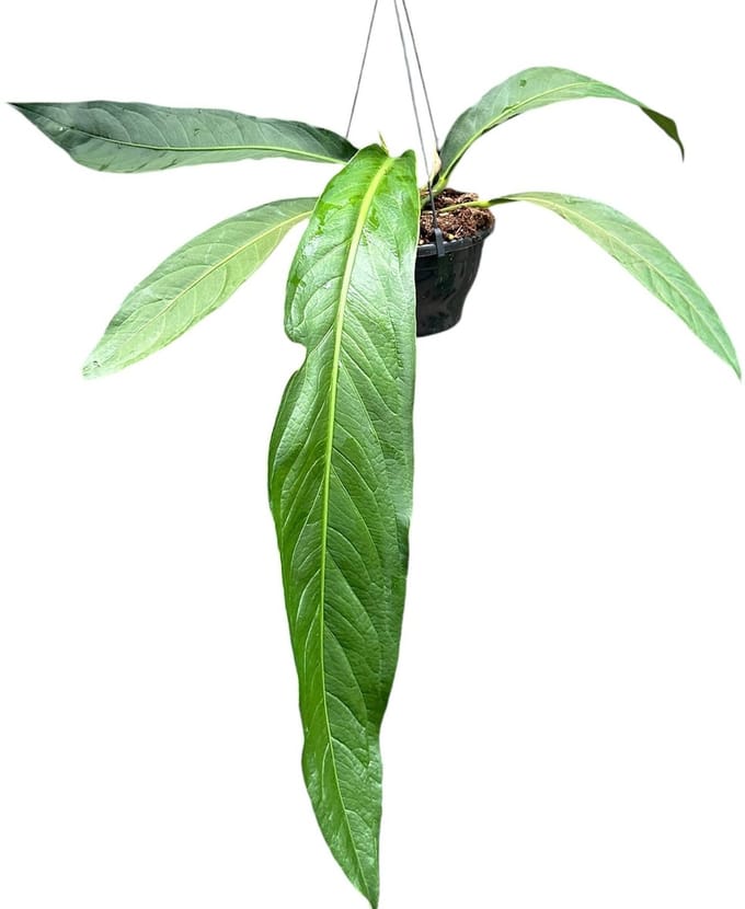 Anthurium Big Bill Kamerplant Potmaat Ø20 cm |Vers Van De Kweker