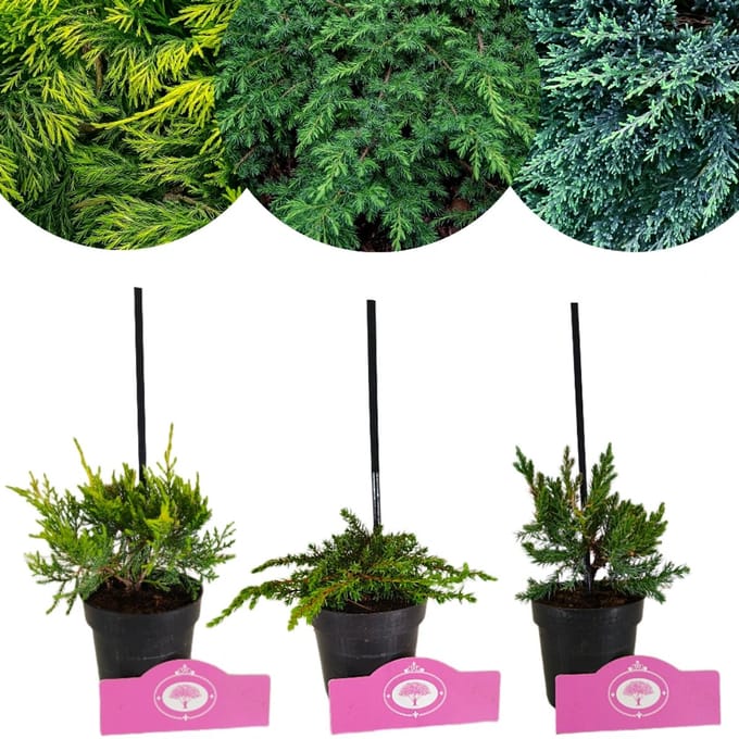 Set van 3 Jeneverbessen - Juniperus C. 'Green carpet', 'Old Gold', 'Blue Carpet' – 9cm pot